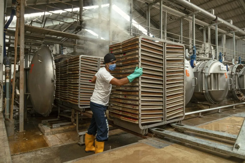 Racks of pre-cooked tuna loins at the Eurofish plant in Manta