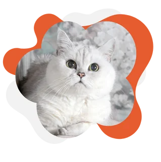 Wet cat food product render